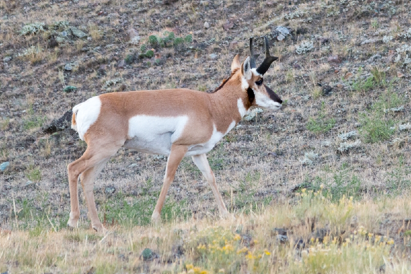 Pronghorn Antelope_YST1508.jpg